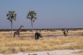 2012-07-05 Namibia 324 - Etoscha Nationalpark - Giraffe - Afrikanischer Elefant